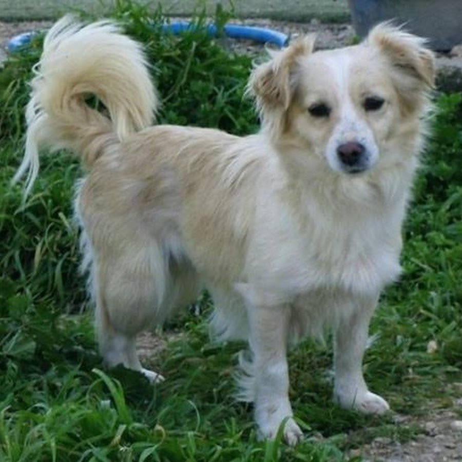 Алопекис порода собак