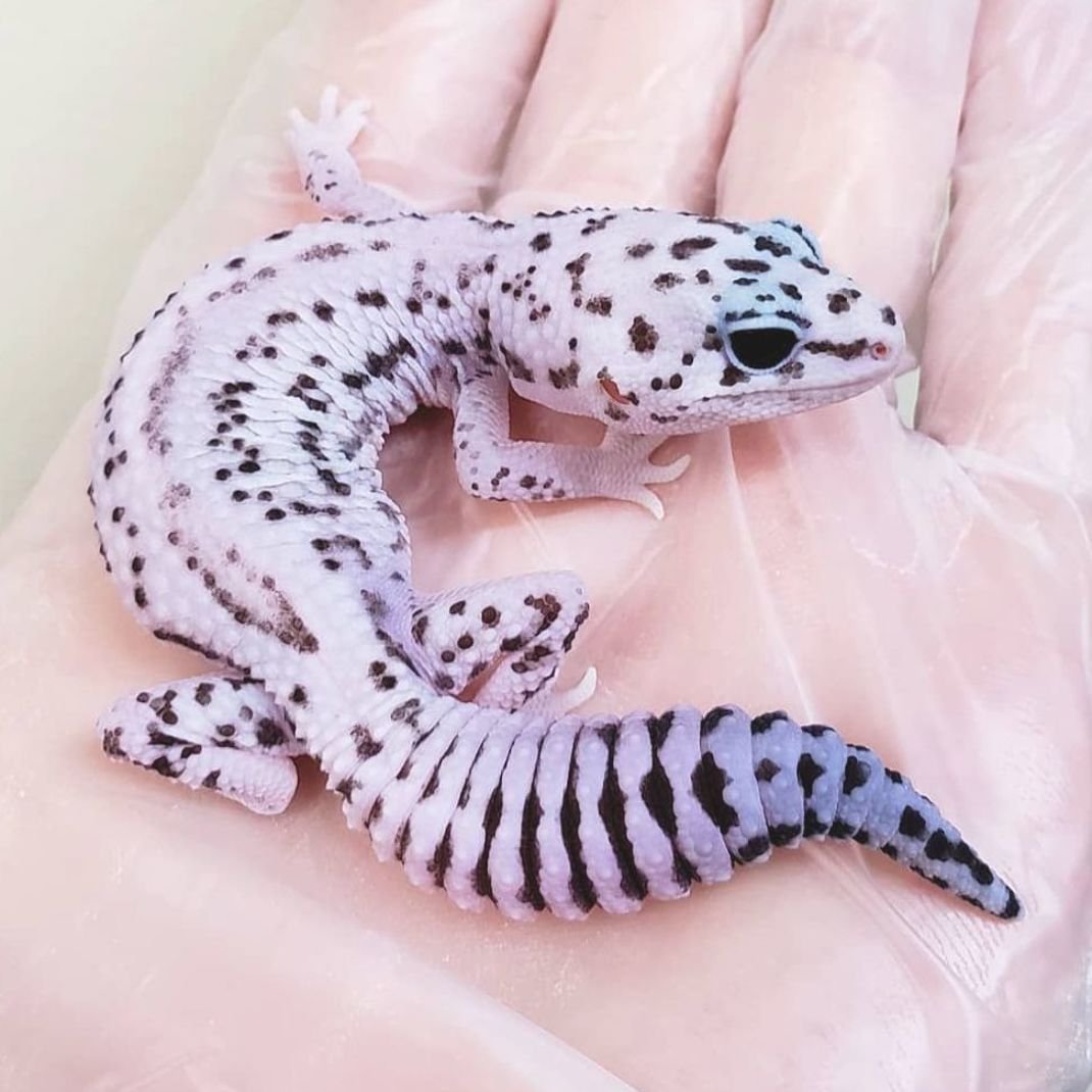 Бенгальская змея