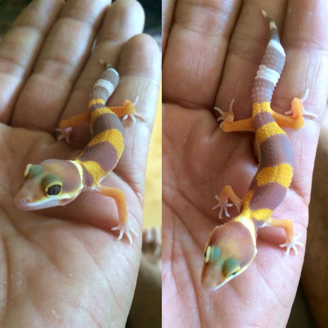 Гекконы референсы