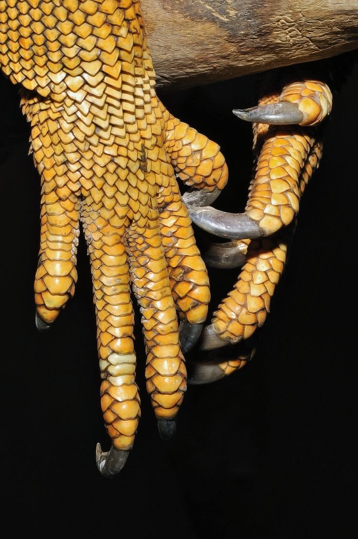 Когти рептилий