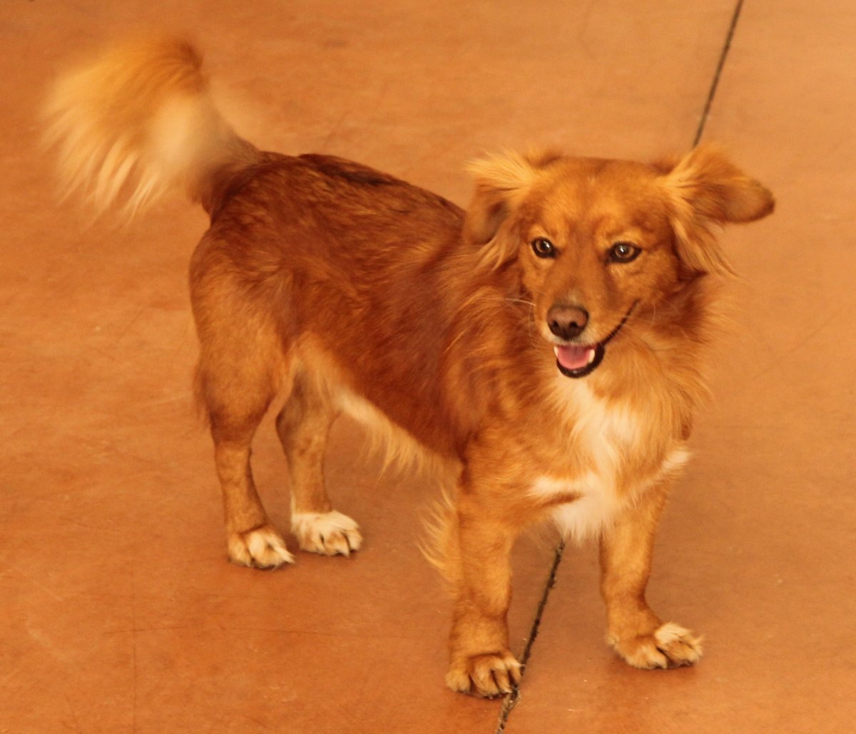 Кромфорлендер длинношерстный