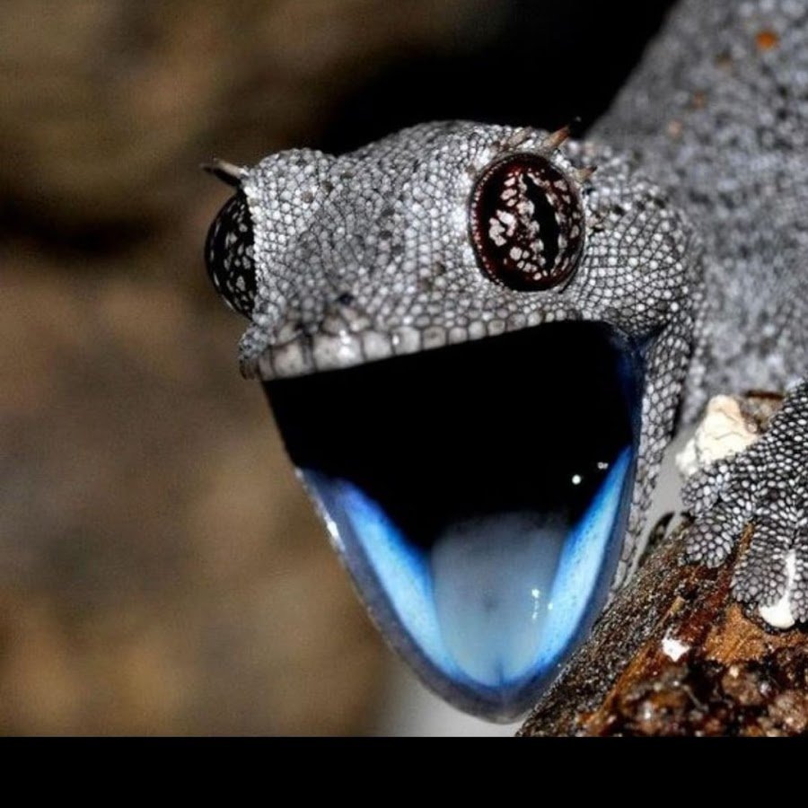 Агама летучая ящерица