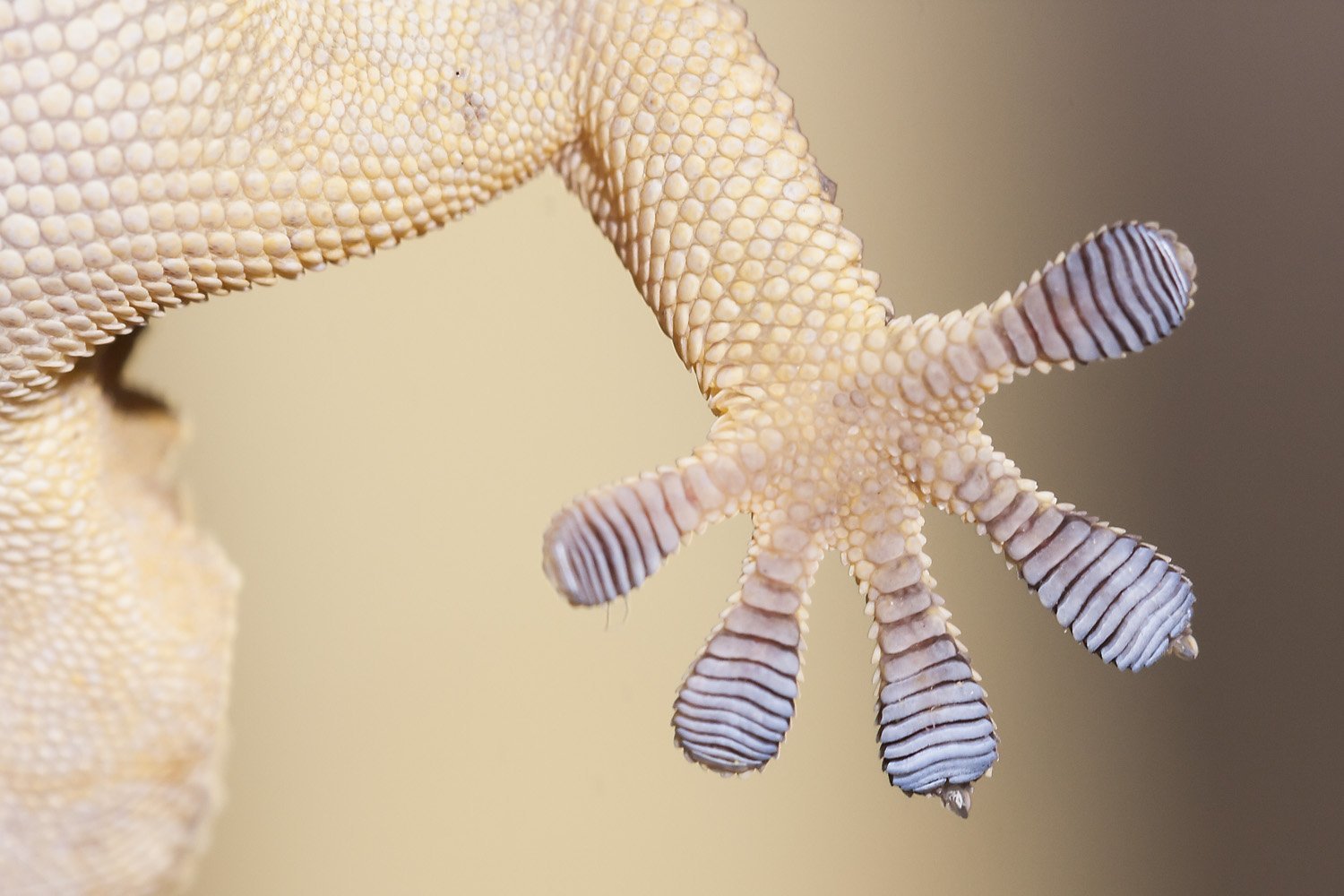 Пальцы хамелеона. Геккон эублефар лапы. Сцинковый геккон Пржевальского. Геккон бананоед. Скелет геккона.