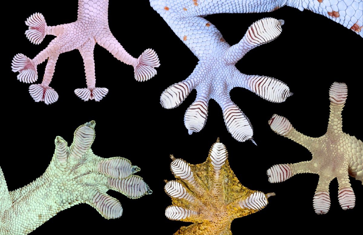 Лапы геккона