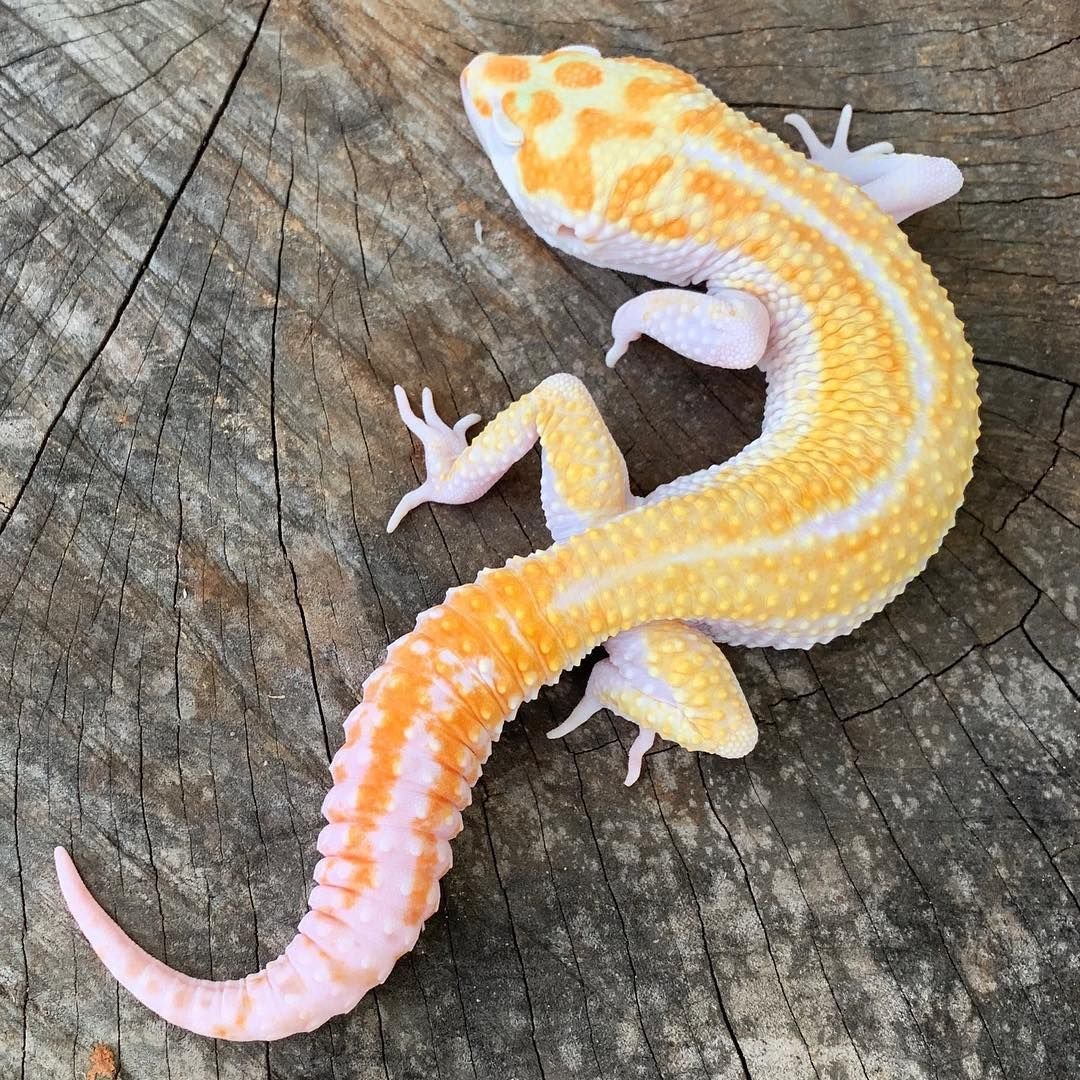 Афганский эублефар