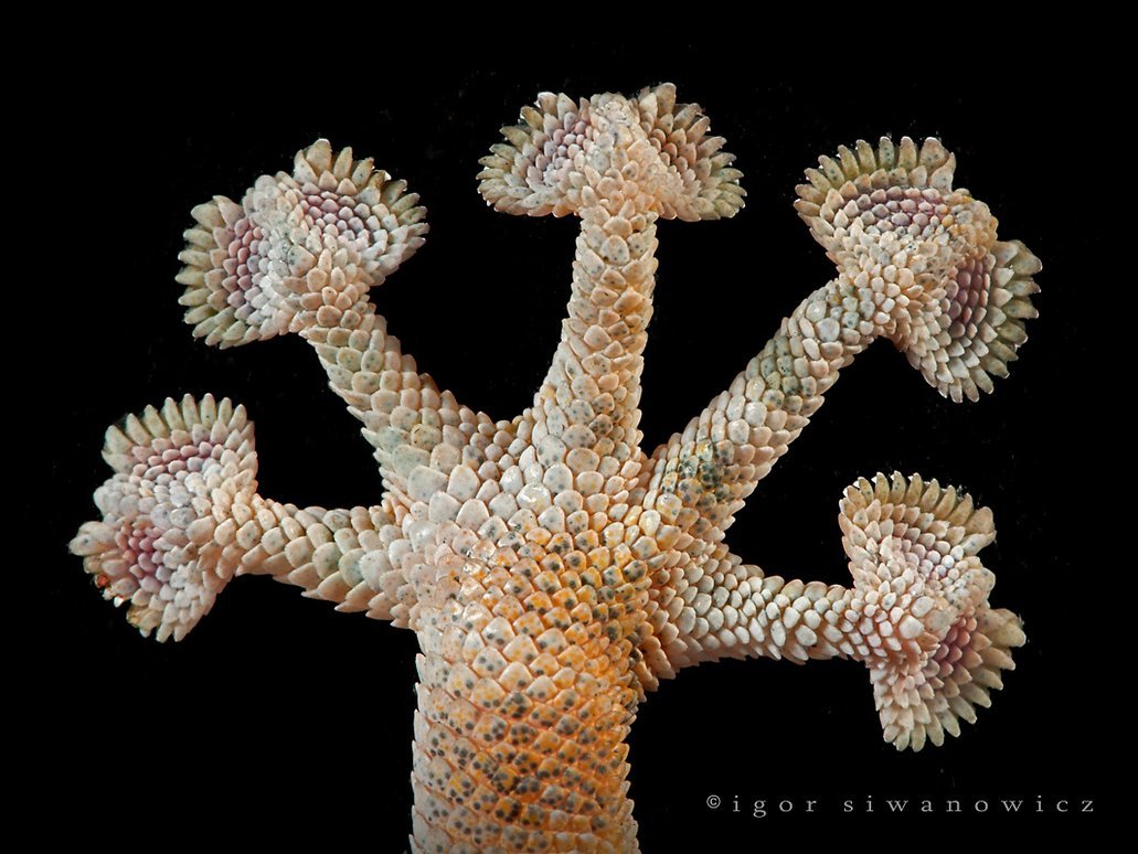 Лапки геккона