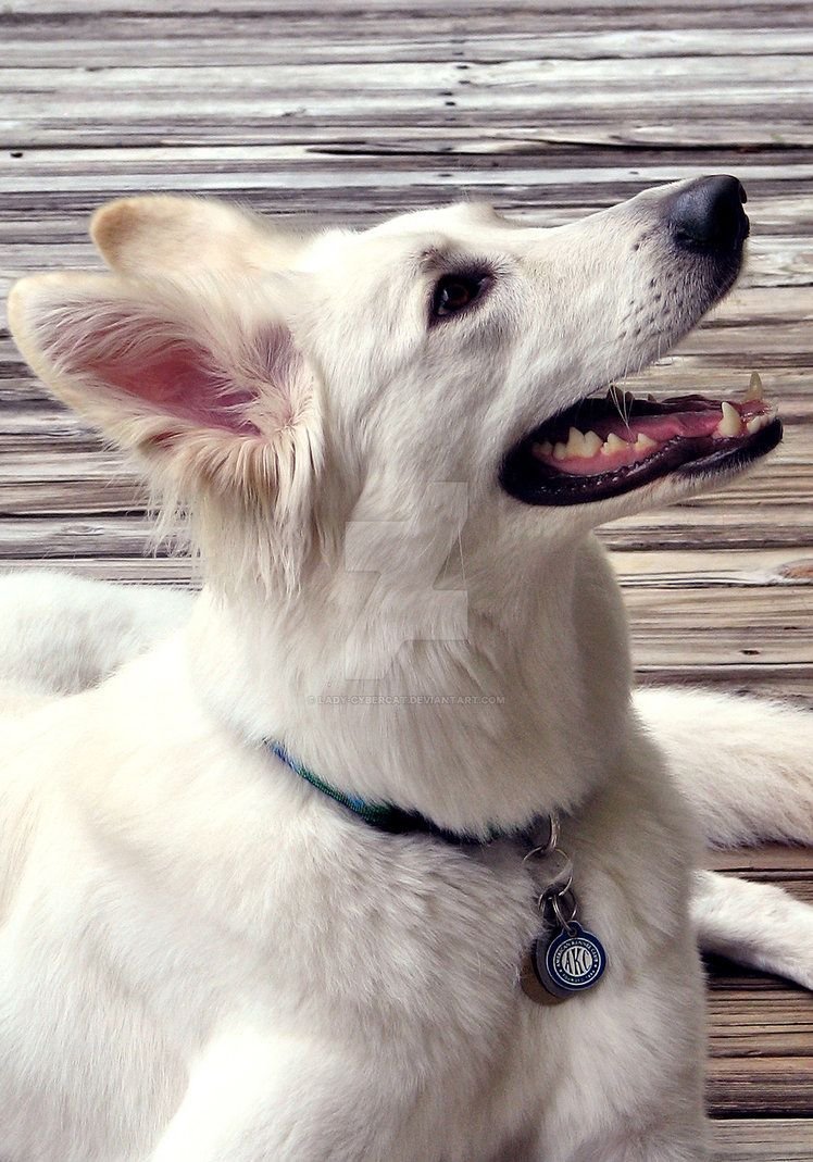 Эло порода собак фото