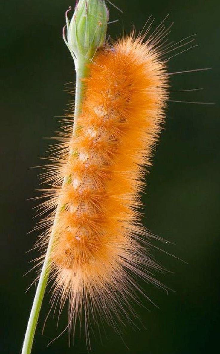 Гусеница волосатик