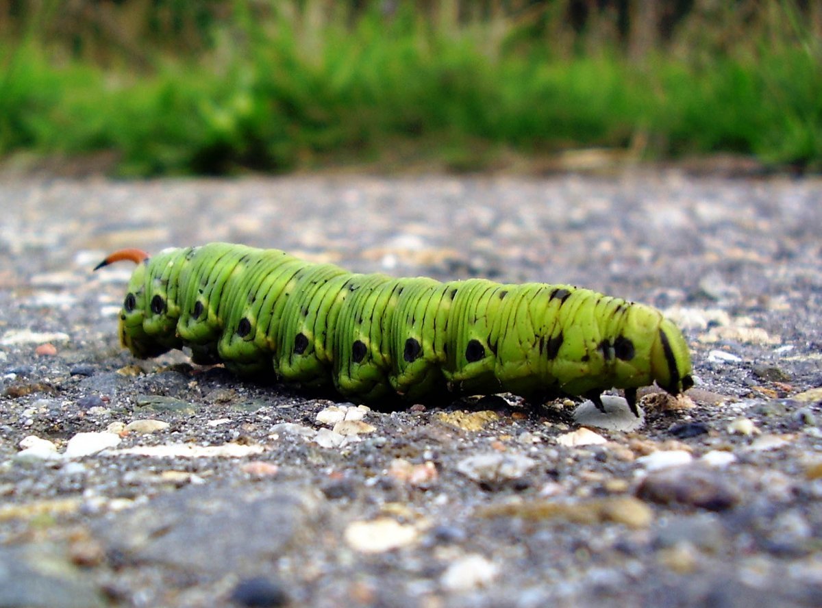 Мохнатая гусеница Кайя
