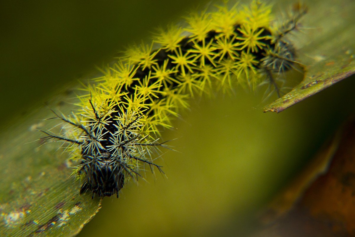 Красивые личинки