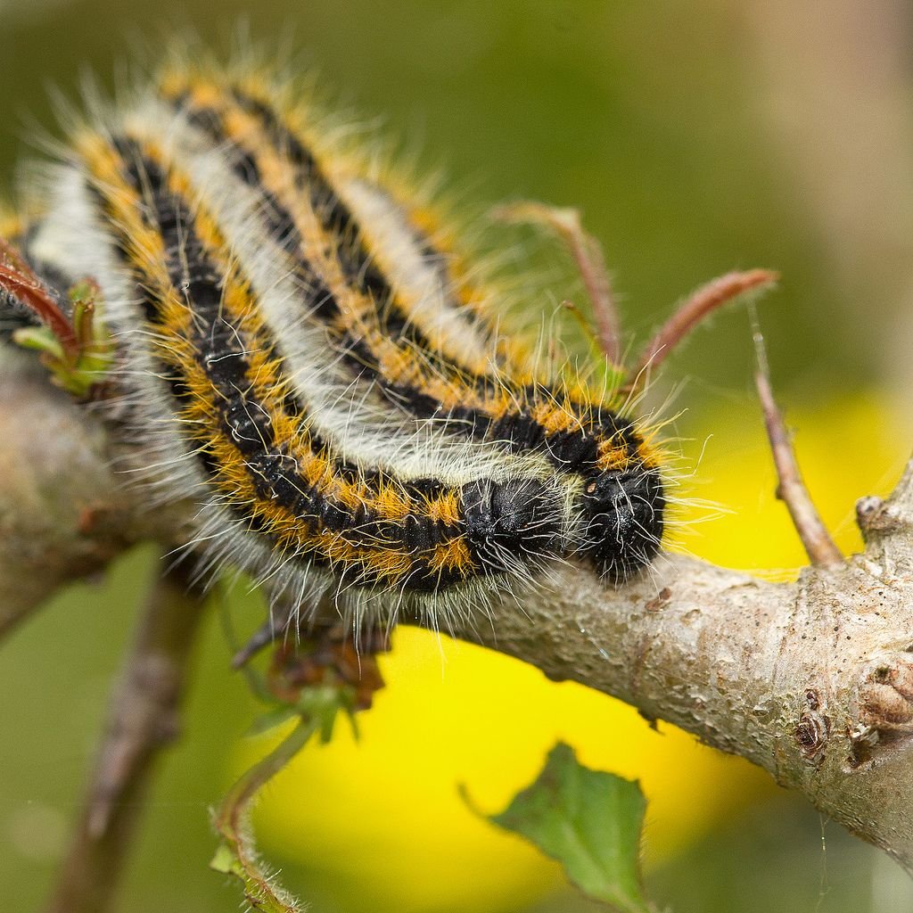 Гусеница бабочки боярышницы