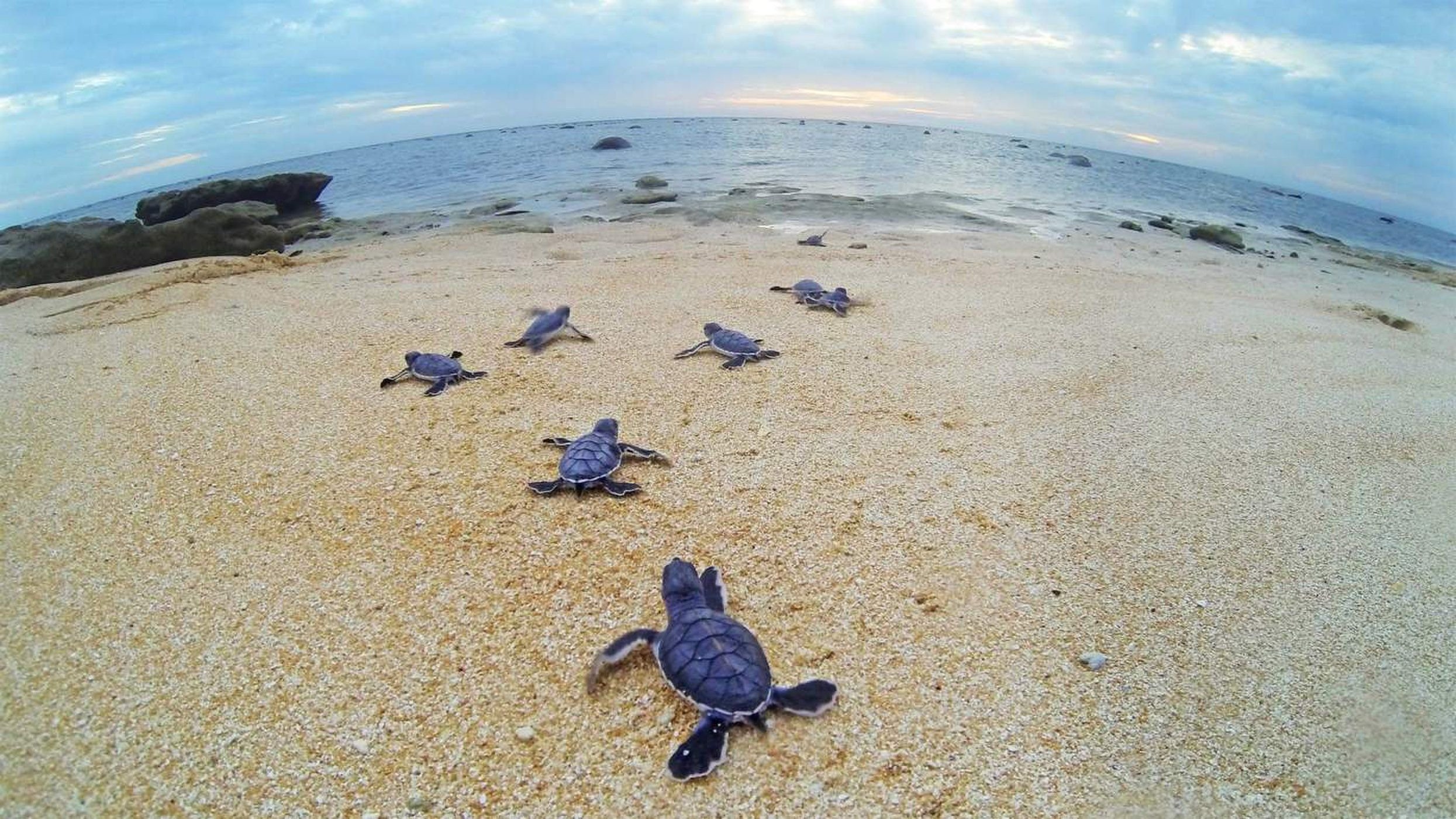 Черепаший пляж шри. Черепаха бисса (Каретта). Черепаший пляж Шри Ланка. Катар черепахи. Черепаший остров Бали.