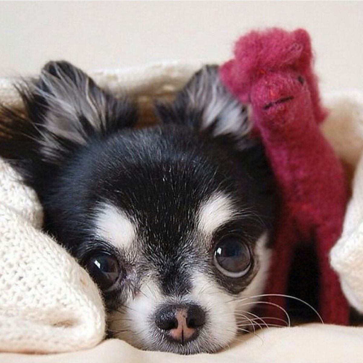 Померанский шпиц jiffpom