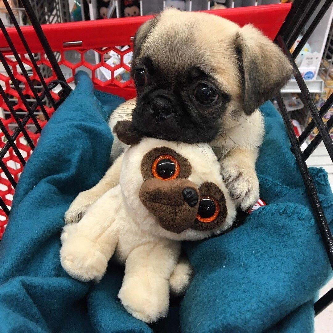 Трое померанский шпиц jiffpom