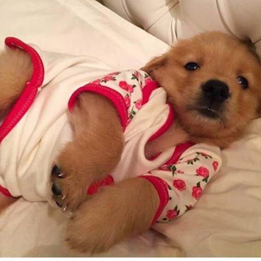 Чихуахуа БУБУ