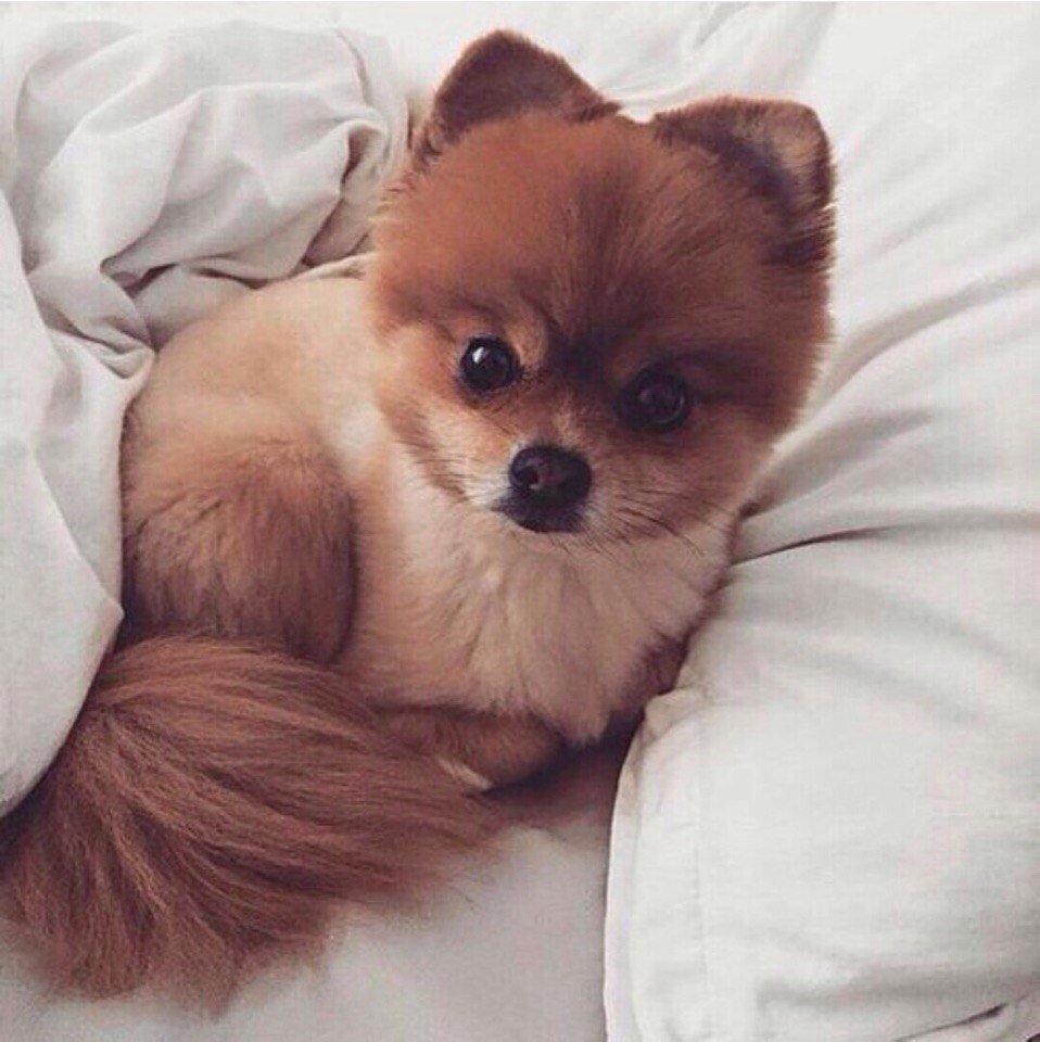 Милые собачки