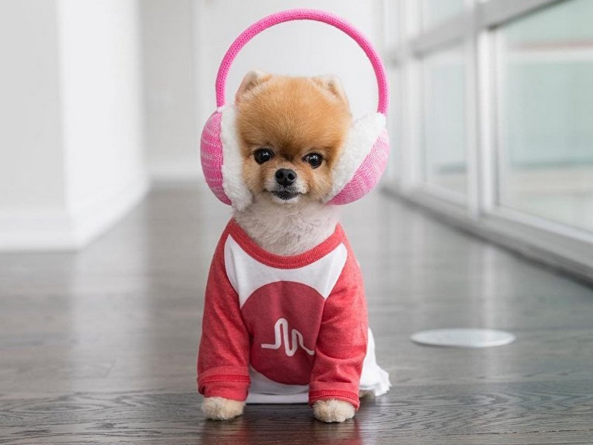 Милый щенок