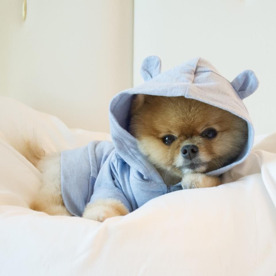 Померанский шпиц jiffpom белый