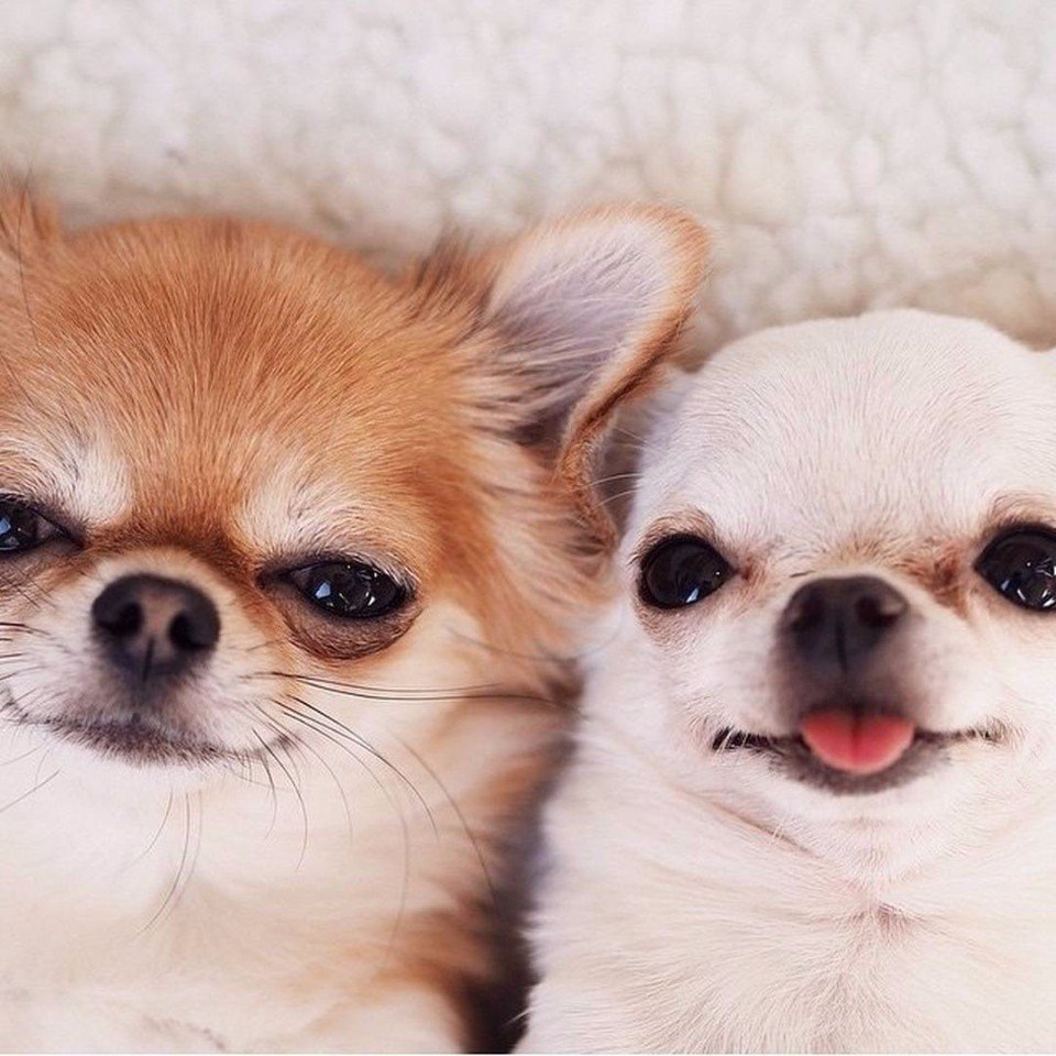 Красивые маленькие собачки