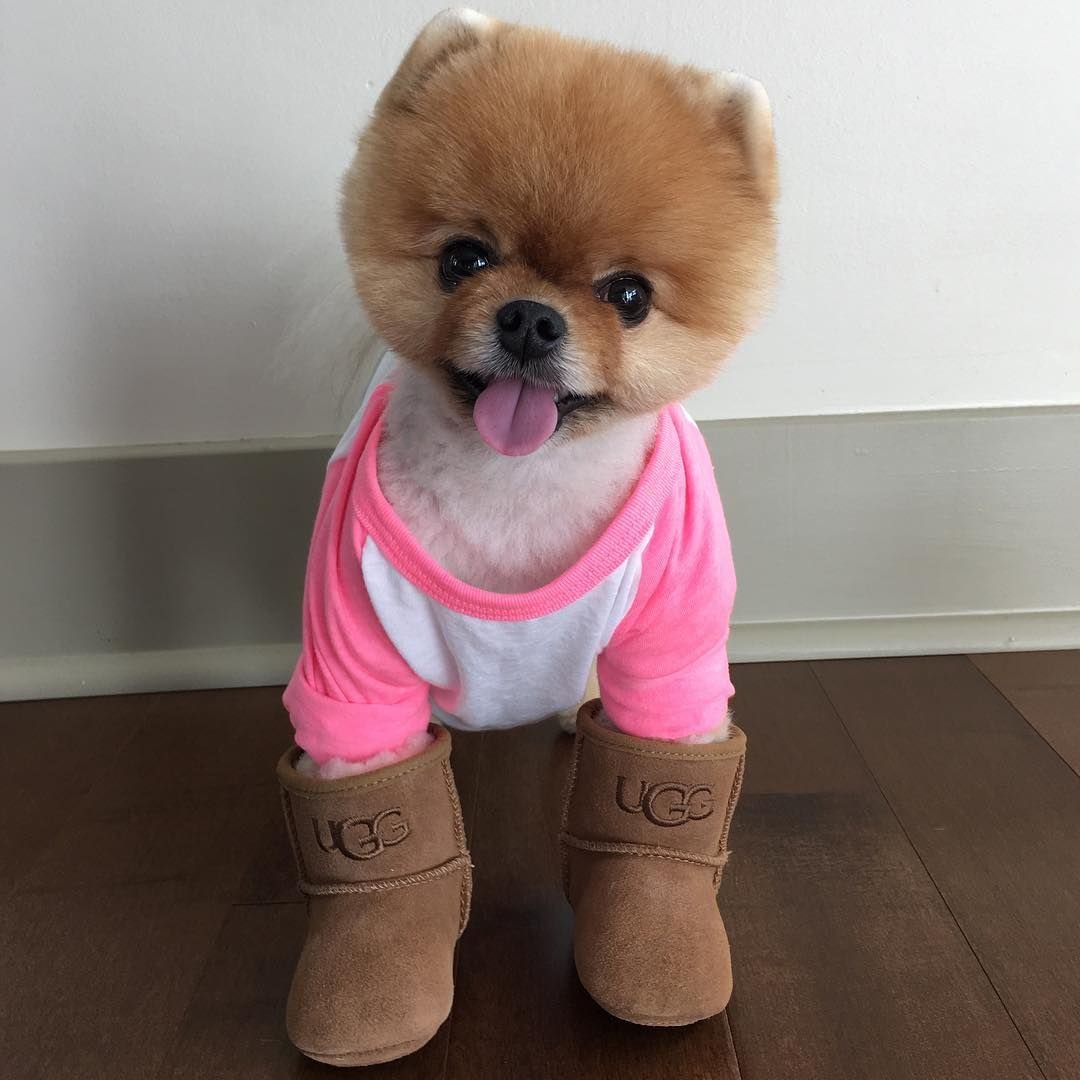 Милые собачки в костюмах