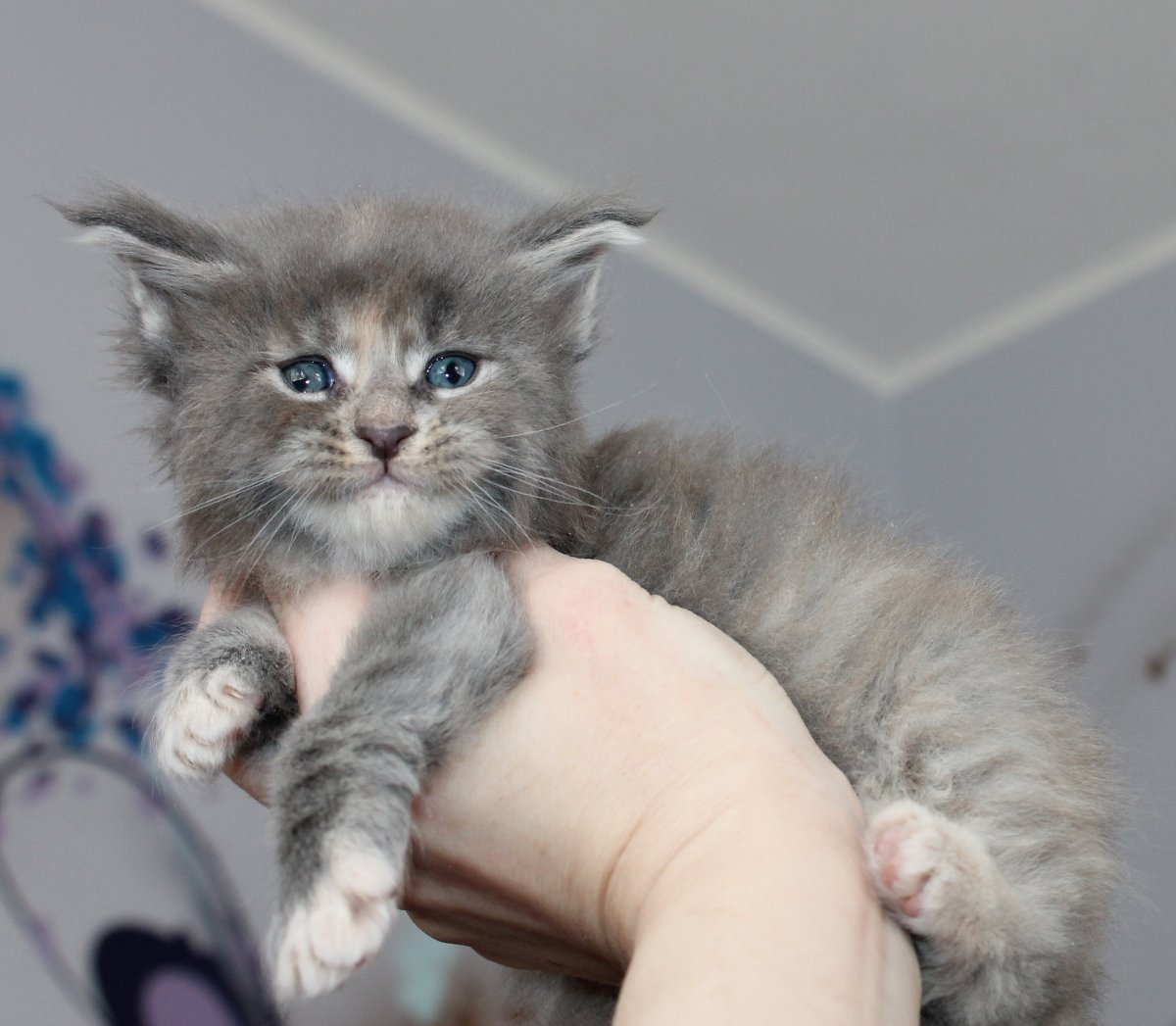 Вислоухий Мейн кун