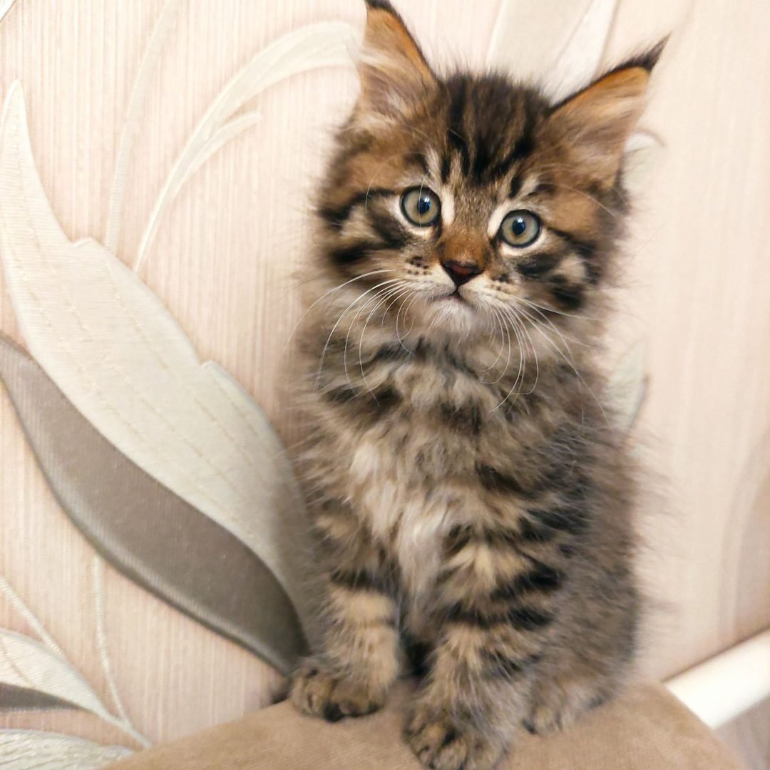 Шотландская вислоухая кошка