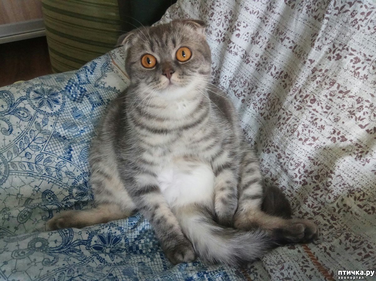 Мейн кун и Ориентал