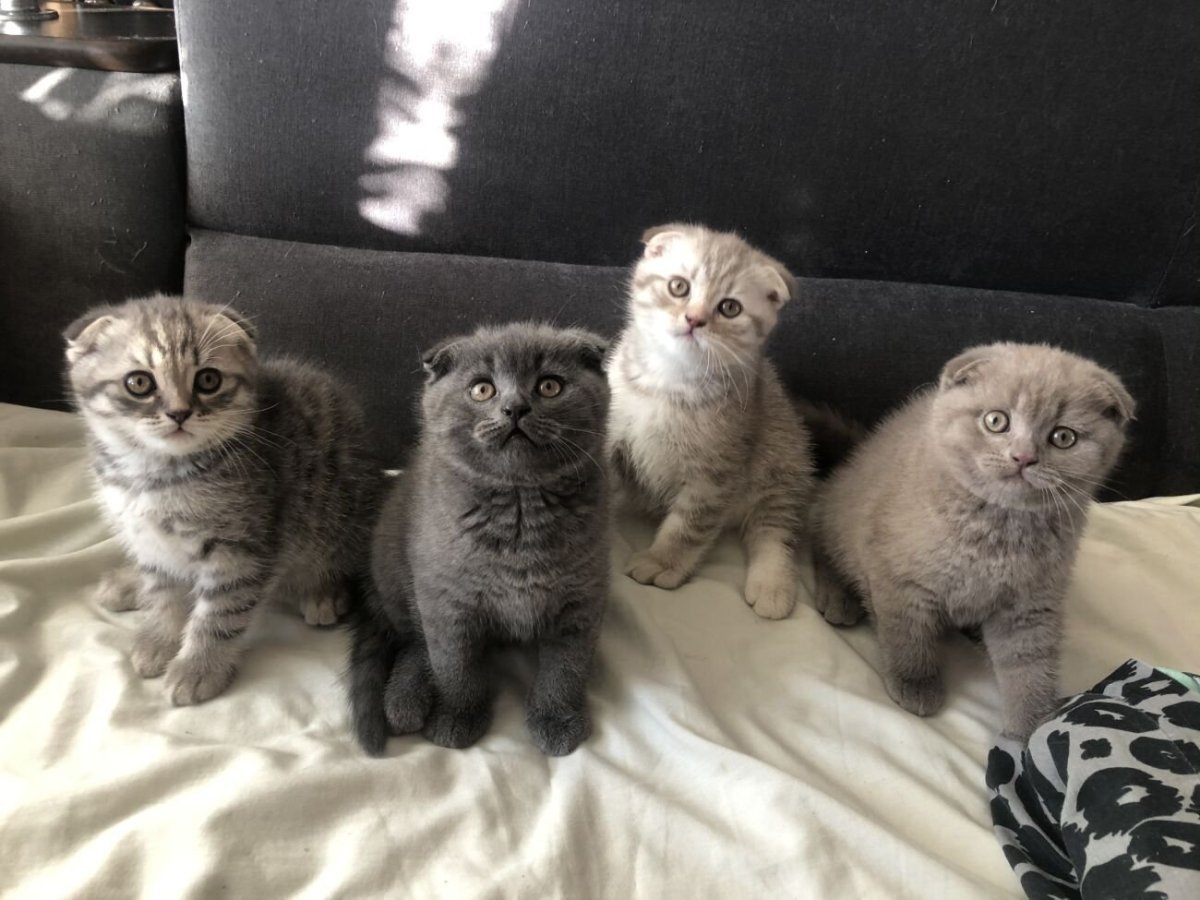 Метис Мейн куна и британца