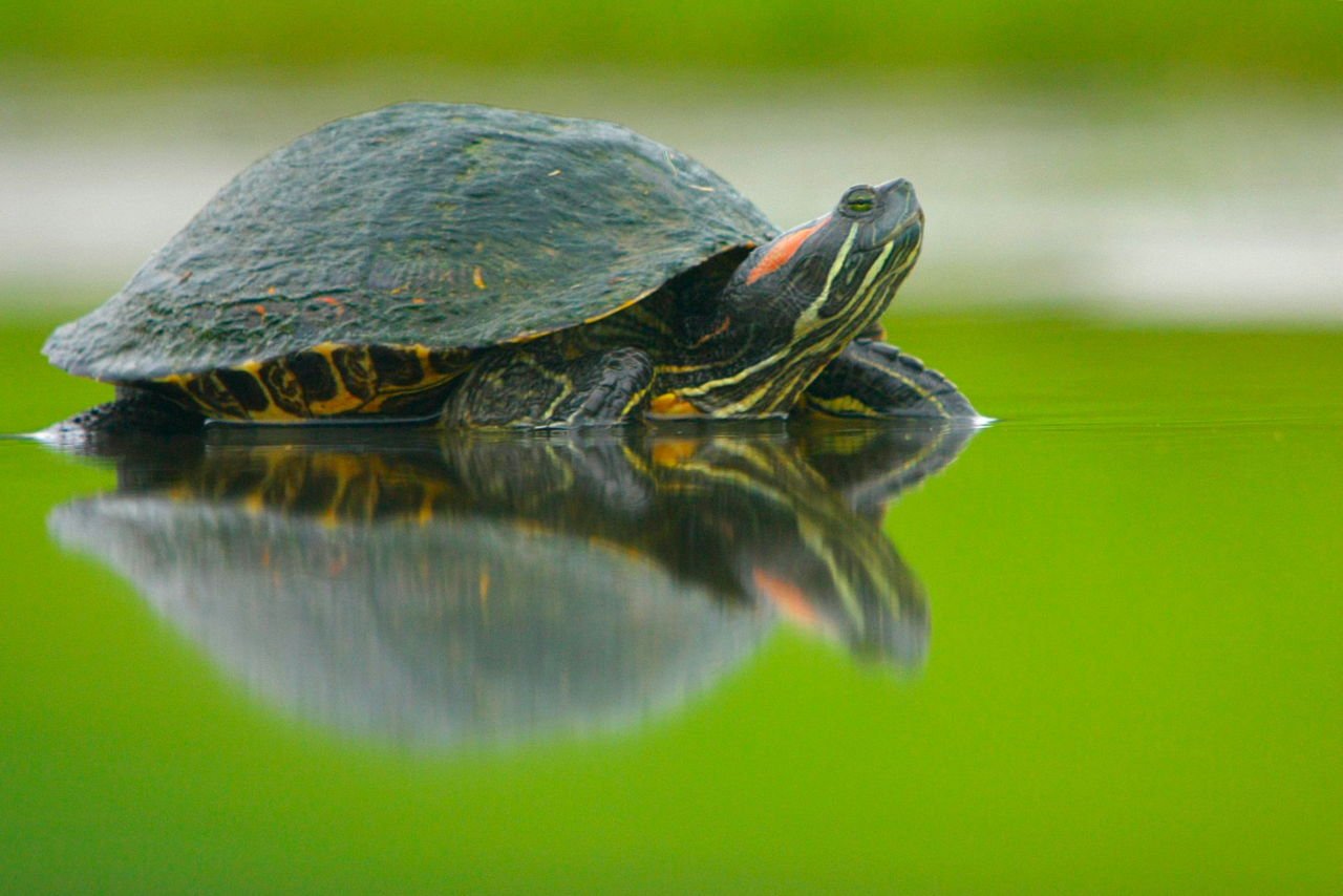 Черепахи в природе. Красноухая Болотная черепаха. Красноухая Пресноводная черепаха. Красноухая водяная черепаха. Американская красноухая черепаха.