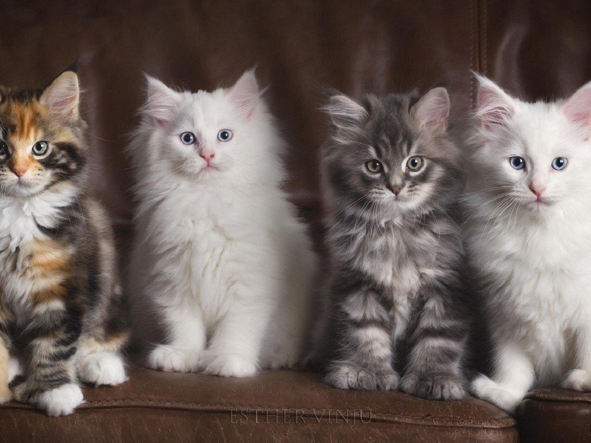 Скоттиш фолд страйт