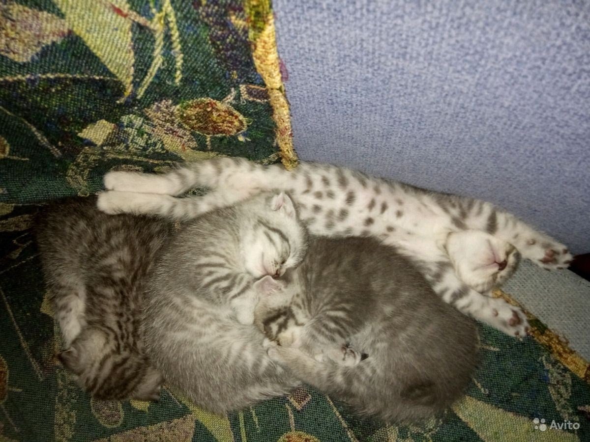 Помесь шотландца и Мейн куна