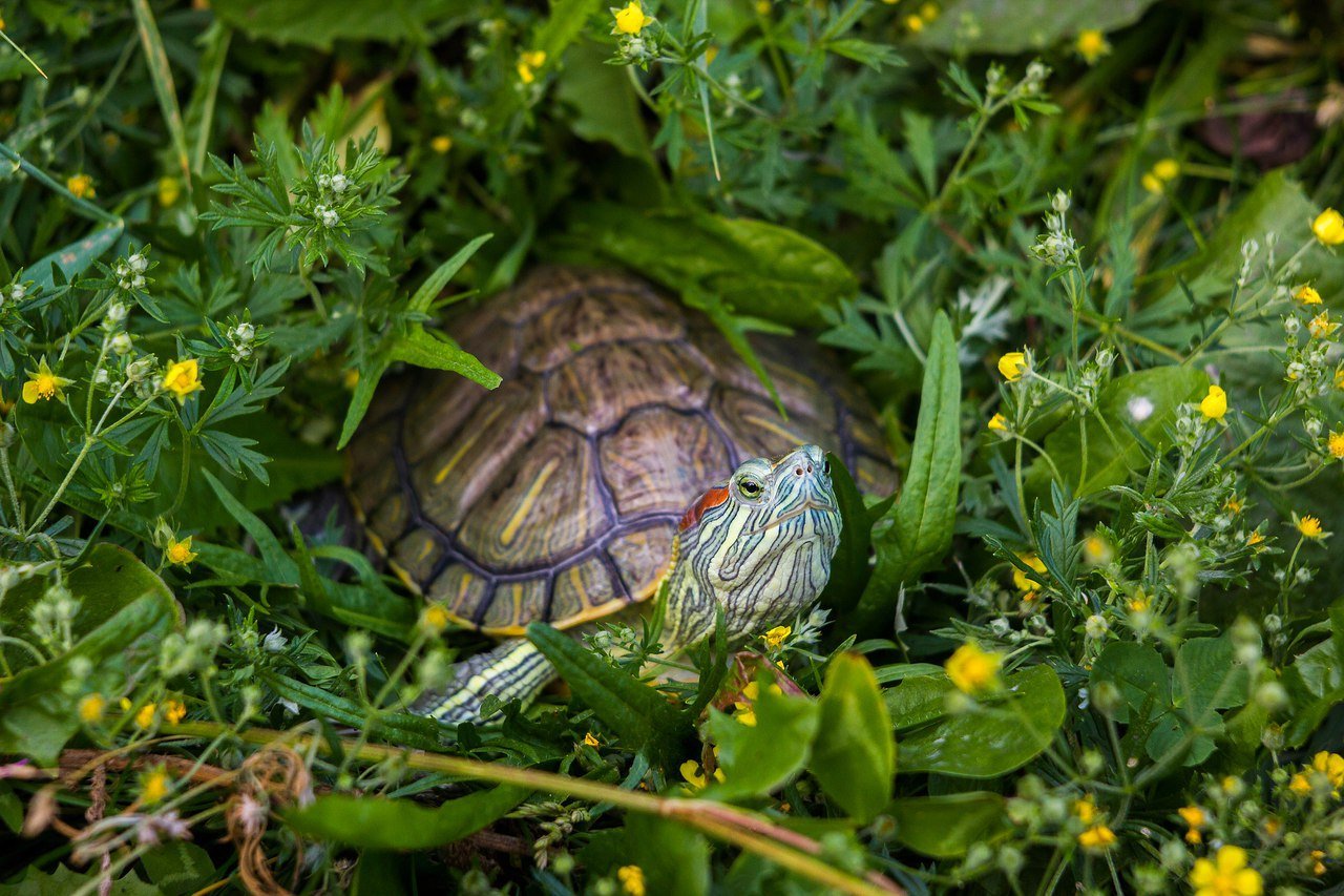 Черепаха рост. Красноухая черепаха. Красноухая черепаха в природе. Милые красноухие Черепашки. Красноухая черепаха в траве.
