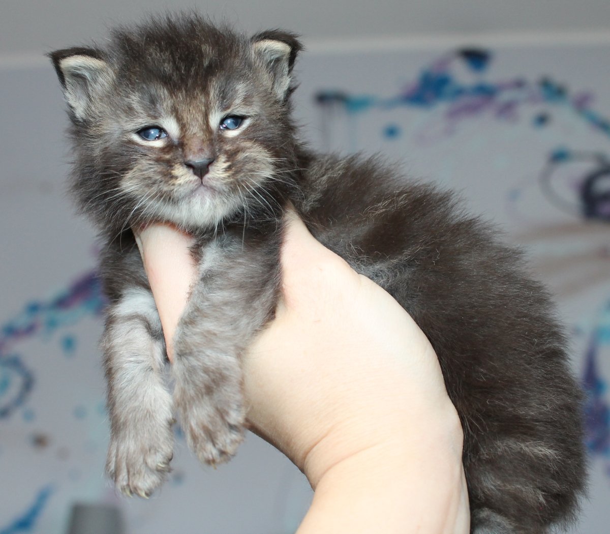 Вислоухие котята Мейн куна