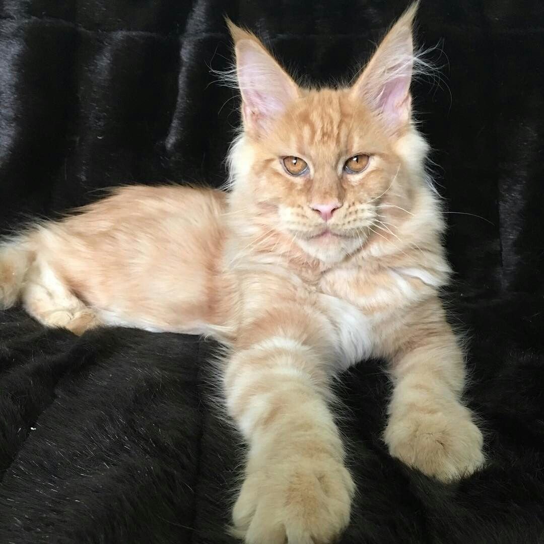 Шотландская вислоухая кошка метис