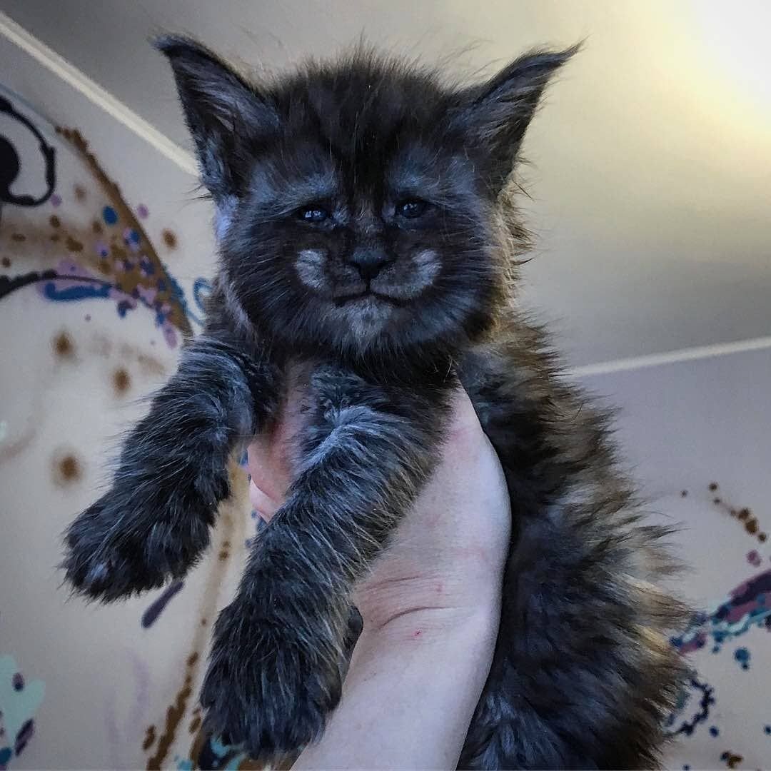 Котята Мейн-кун много