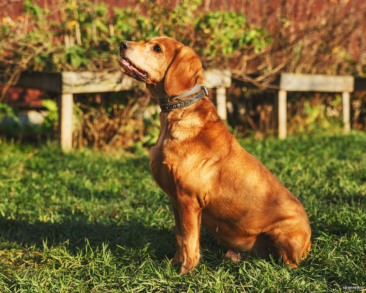 Кавалер пинчер спаниель