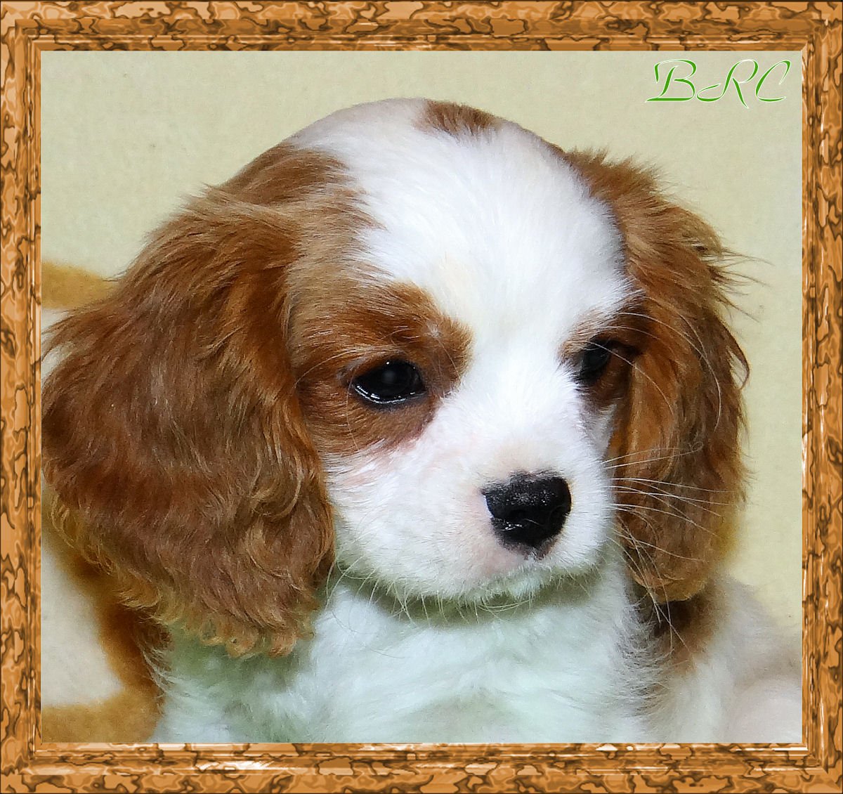 Кавалер пинчер спаниель Кинг