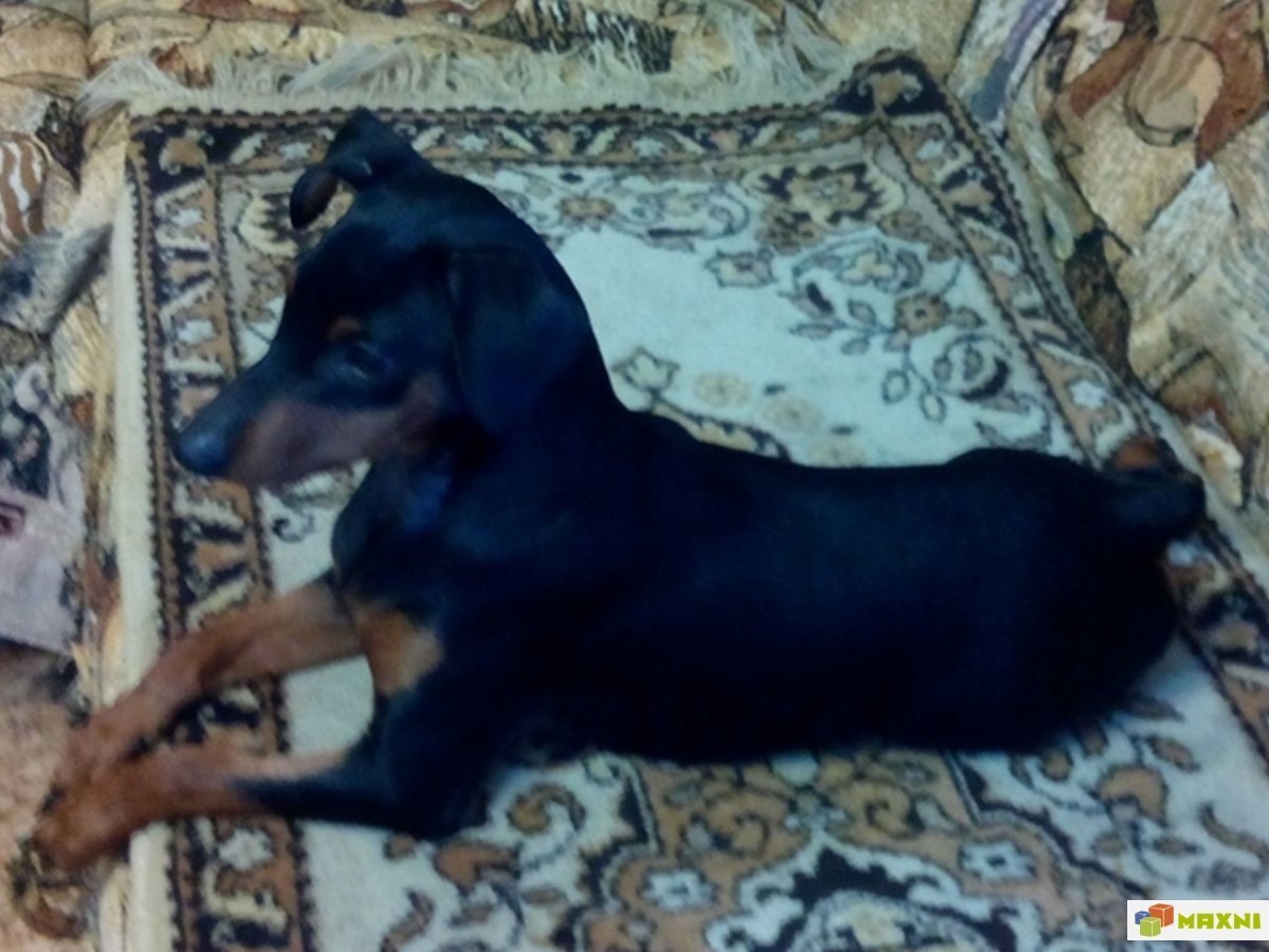Доберманы щенки 1,5