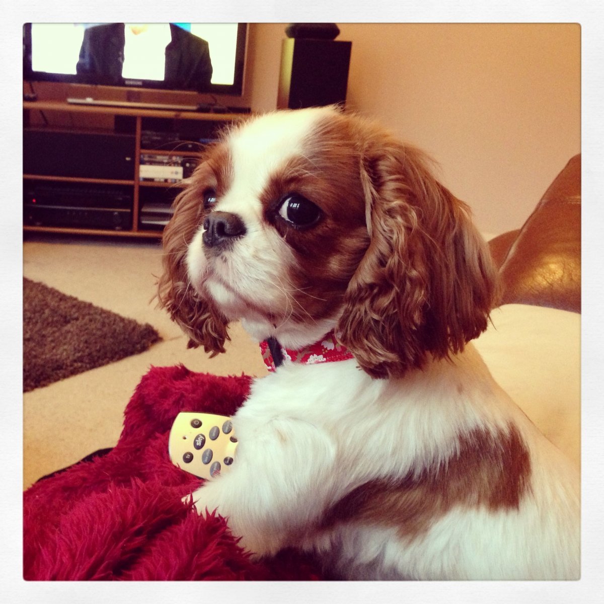 Помесь пинчера и спаниеля