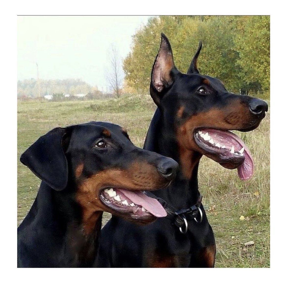 Бежащий Доберман