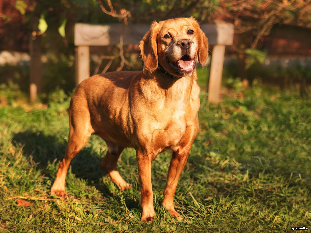 Кинг Чарльз спаниель шоколадный