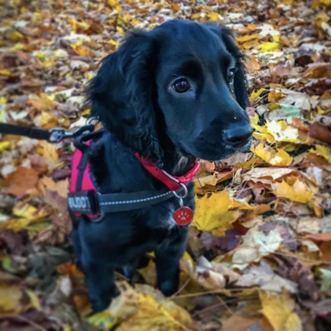 Лабрадор ретривер осенью