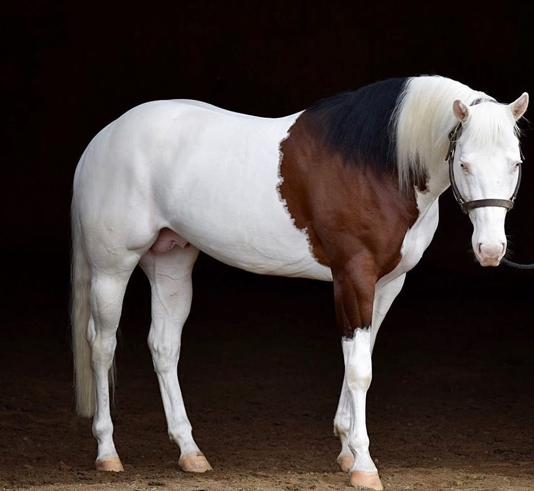 Самые красивые породы лошадей