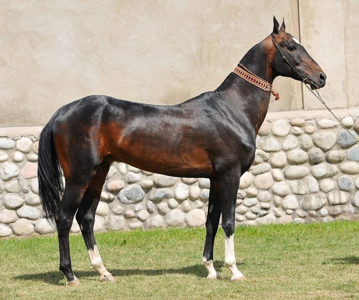 Ахалтекинская лошадь, Аладжа