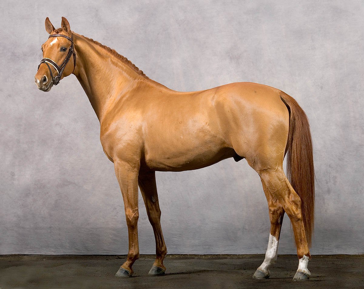 Валландер порода лошадей