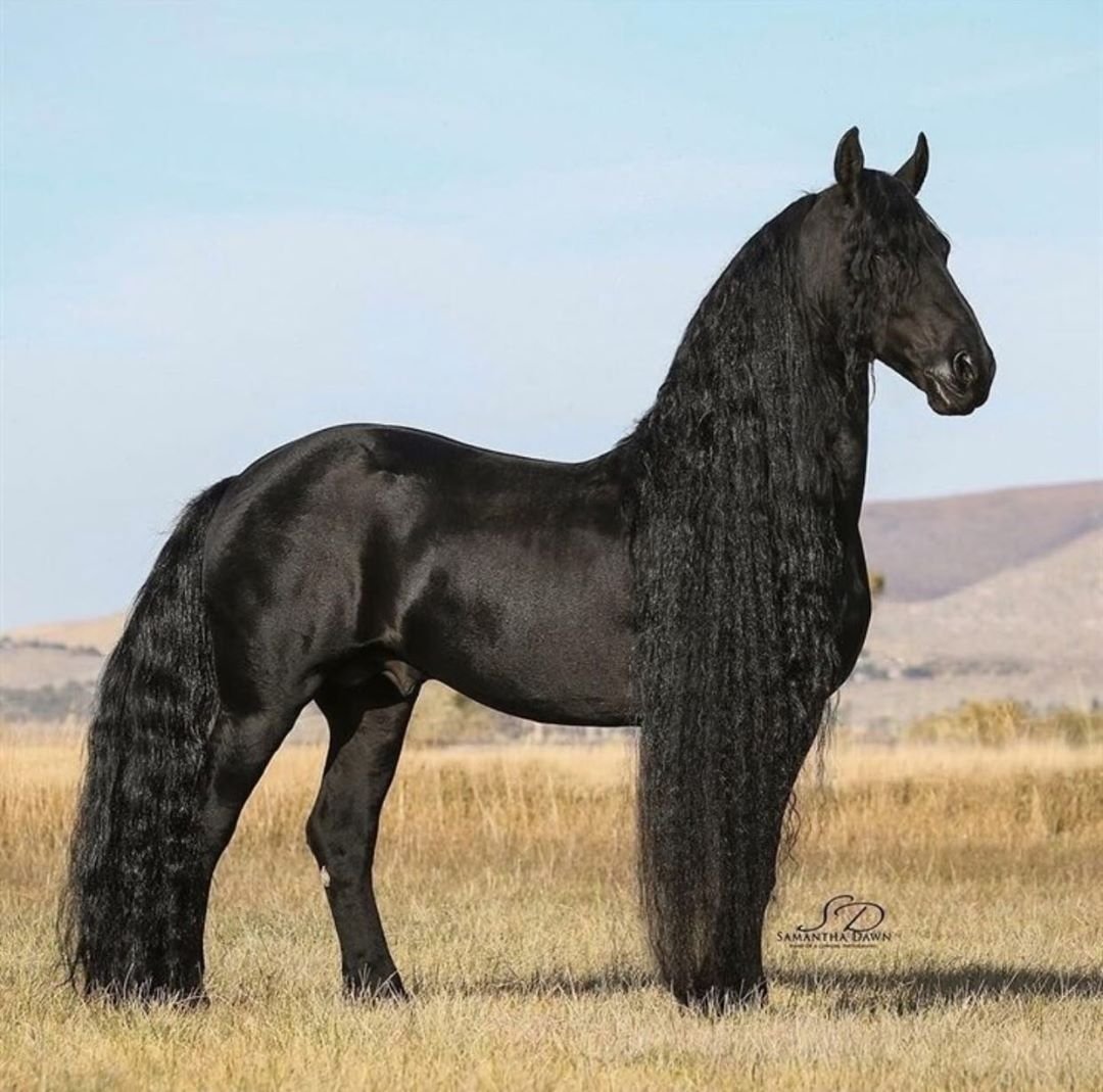 Арабо Фризская лошадь