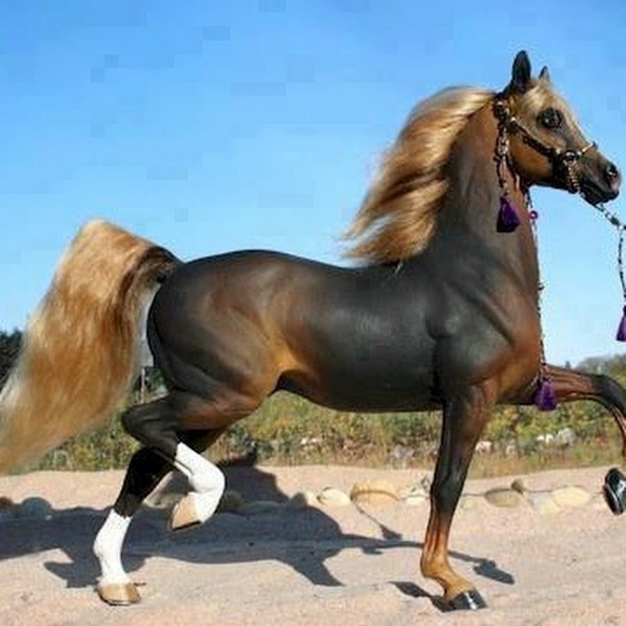 Английская чистокровная лошадь пегая