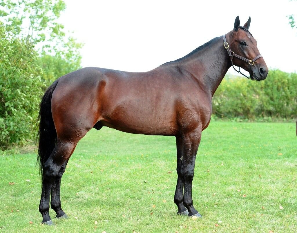 Французский рысак