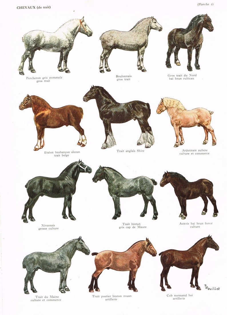 Шайр лошадь