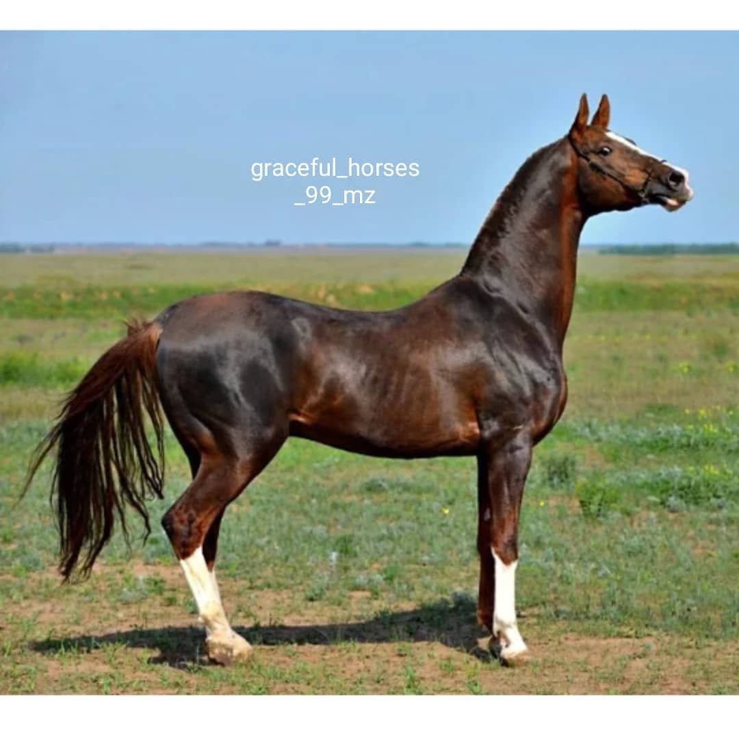 Ахалтекинец на английском